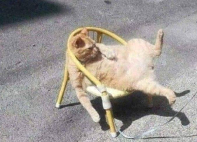 A cat lying in a weird position on a tiny chair