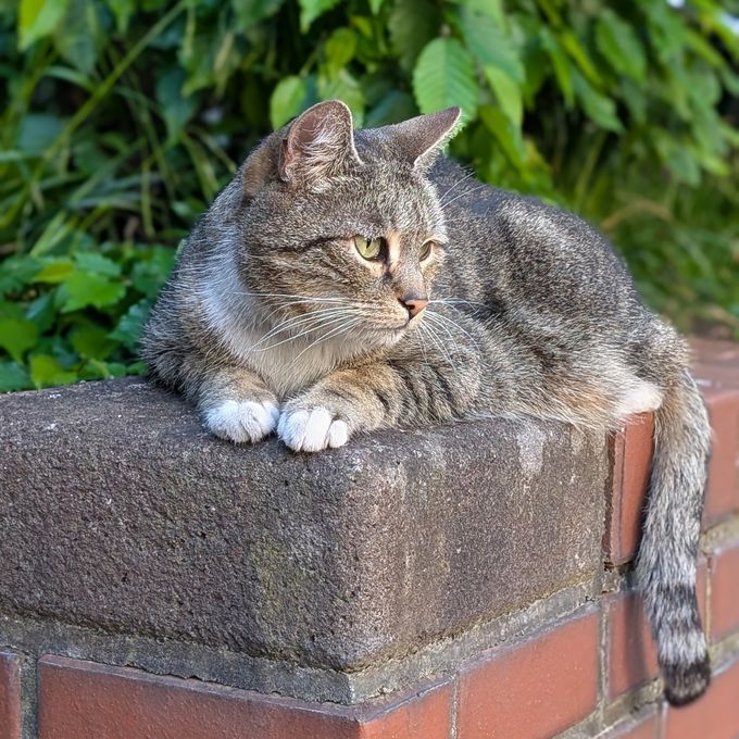 a brown-grey cat sits on a stone wall and looks majestically to the side, paws tucked in the front, green plants in the background