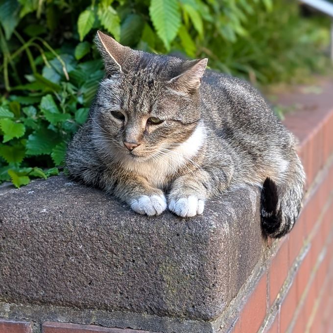 the cat is still sitting on the wall, but looks down sadly (or just very tired)